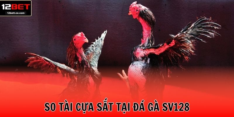 So tài cựa sắt tại đá gà SV128
