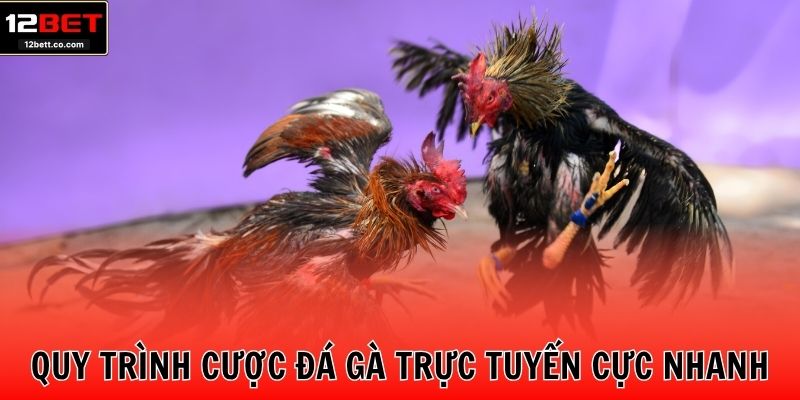 Quy trình cược đá gà trực tuyến cực nhanh